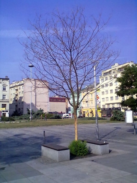 strom masarykac centrum gorkeho