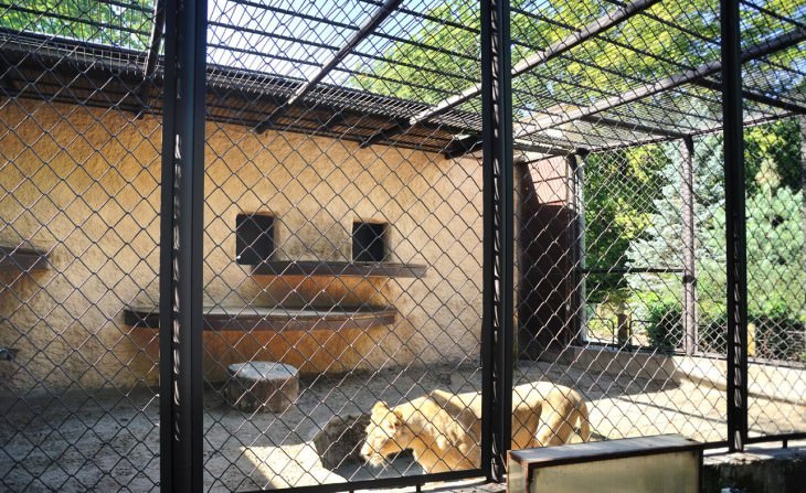 zoo