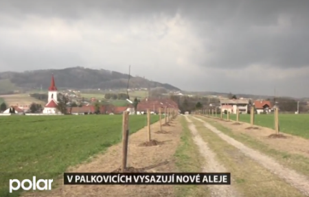 palkovice_alej